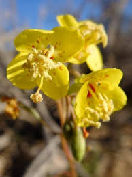 Attēlu rezultāti vaicājumam “Onagraceae”