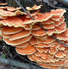 Attēlu rezultāti vaicājumam “Laetiporus sulphureus”