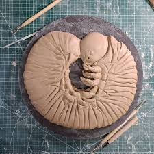 Attēlu rezultāti vaicājumam “Ceramica pisi larva”