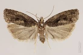 Attēlu rezultāti vaicājumam “Epinotia sordidana”