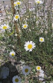Attēlu rezultāti vaicājumam “Leucanthemum vulgare flower”
