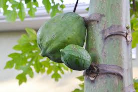 Image result for Carica papaya