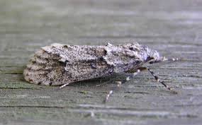 Attēlu rezultāti vaicājumam “Diurnea lipsiella male”