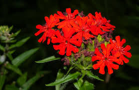 Image result for Lychnis chalcedonica `Dusky Salmon`