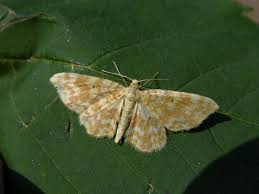 Attēlu rezultāti vaicājumam “Hydrelia flammeolaria”