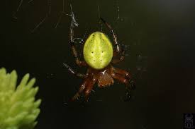 Attēlu rezultāti vaicājumam “Araneidae”