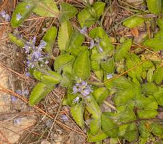 Image result for Veronica officinalis