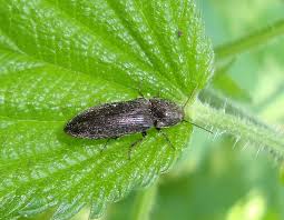 Attēlu rezultāti vaicājumam “Cidnopus aeruginosus”