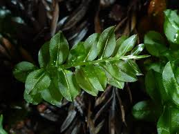 Attēlu rezultāti vaicājumam “Plagiomnium medium”