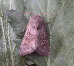 Attēlu rezultāti vaicājumam “Tholera cespitis”