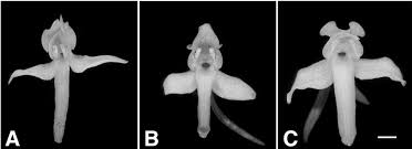 Attēlu rezultāti vaicājumam “Platanthera bifolia flower”