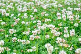 Attēlu rezultāti vaicājumam “Trifolium repens”