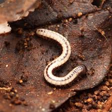 Attēlu rezultāti vaicājumam “Meloe sp. imago”