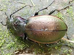 Attēlu rezultāti vaicājumam “Carabus nemoralis”