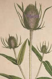 Attēlu rezultāti vaicājumam “Dipsacus fullonum flower”