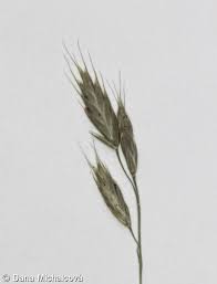 Attēlu rezultāti vaicājumam “Bromus hordeaceus subsp. hordaceus fruit”