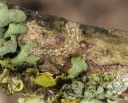 Attēlu rezultāti vaicājumam “Atolmis rubricollis”