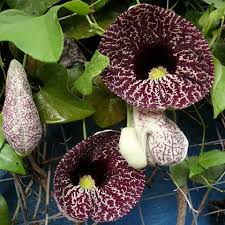 Attēlu rezultāti vaicājumam “Aristolochia durior flower”