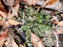 Attēlu rezultāti vaicājumam “Cardamine impatiens leaf”
