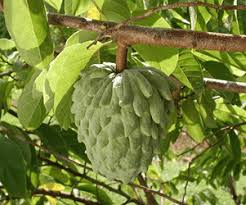 Attēlu rezultāti vaicājumam “Poa angustifolia fruit”
