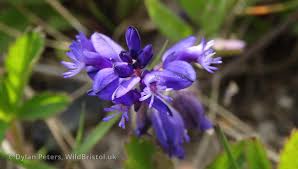 Attēlu rezultāti vaicājumam “Polygala vulgaris flower”