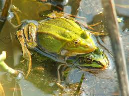 Attēlu rezultāti vaicājumam “Pelophylax adult”