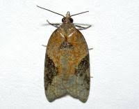 Attēlu rezultāti vaicājumam “Acleris laterana”