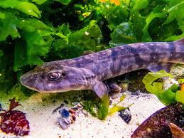 Image result for Haploblepharus pictus