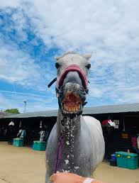 Image result for Cranleigh School Stables