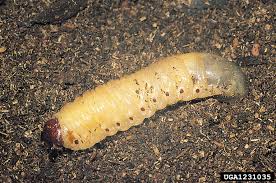 Attēlu rezultāti vaicājumam “Oryctes nasicornis larva”