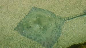 Image result for Raja clavata