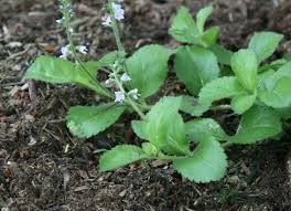 Attēlu rezultāti vaicājumam “Veronica officinalis fruit”