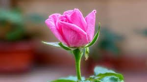 Image result for FOTO ROSA