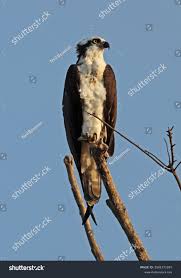 Attēlu rezultāti vaicājumam “Pandion haliaetus adult”