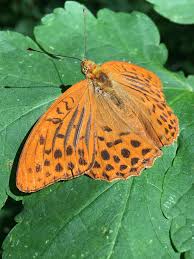 Attēlu rezultāti vaicājumam “Argynnis paphia male”