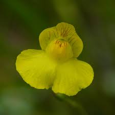 Attēlu rezultāti vaicājumam “Utricularia intermedia bud”