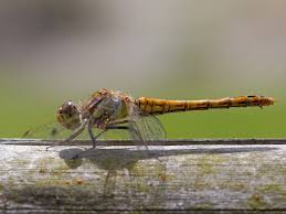 Attēlu rezultāti vaicājumam “Sympetrum vulgatum female”