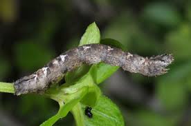 Attēlu rezultāti vaicājumam “Catarhoe cuculata”