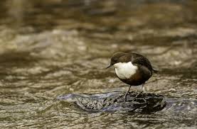 Attēlu rezultāti vaicājumam “Cinclus cinclus”