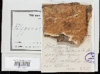 Attēlu rezultāti vaicājumam “Ceriporia viridans”