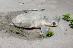 Image result for Lepidochelys kempii