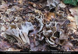 Attēlu rezultāti vaicājumam “Pseudocraterellus sinuosus”