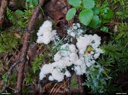 Attēlu rezultāti vaicājumam “Fuligo licentii”