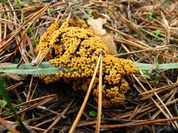 Attēlu rezultāti vaicājumam “Leocarpus fragilis macro”