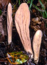 Attēlu rezultāti vaicājumam “Clavariadelphus pistillaris”