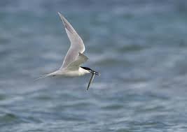 Attēlu rezultāti vaicājumam “Sterna sandvicensis”