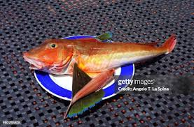 Image result for Chelidonichthys cuculus