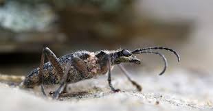 Attēlu rezultāti vaicājumam “Jalla dumosa imago”