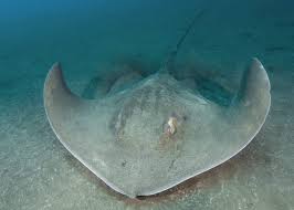 Image result for Bathytoshia centroura