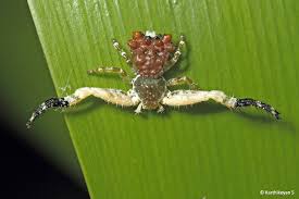 Image result for crab spider